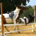 First Aid Training Courses for Horse Riders